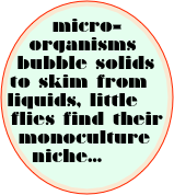 micro-organisms bubble solids to skim from liquids, little flies find their monoculture niche...       
