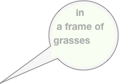 in a frame of grasses
